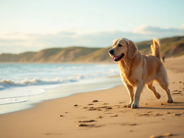 Canine-Friendly Escapades at National Seashore Destinations