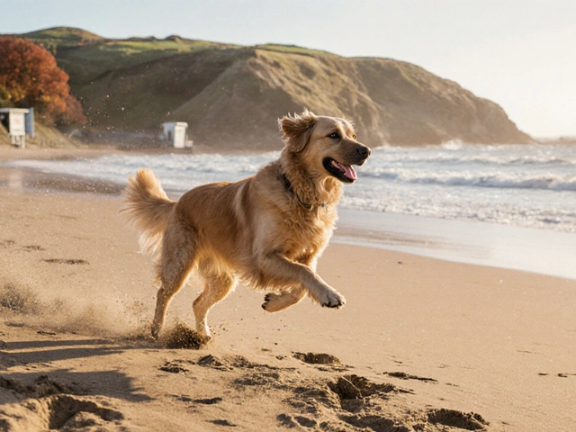Where Can You Go on Holiday with Your Dog? Best Dog-Friendly Destinations in 2025