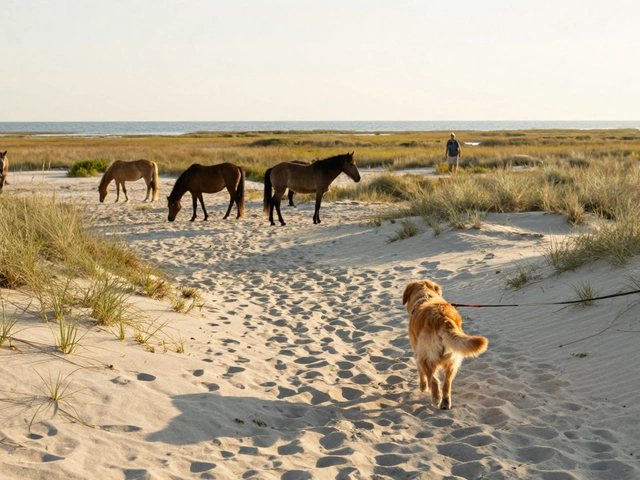 Is Maryland a Dog-Friendly State? What You Need to Know Before Visiting with Your Dog