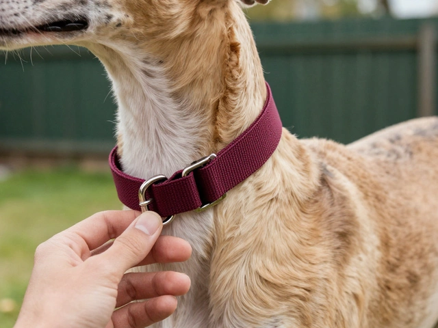 Best Collars for Escape Artist Dogs: GPS, Martingale & Safety Picks